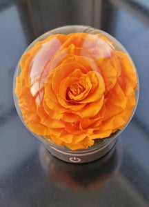 LED Light with Giant Preserved Rose